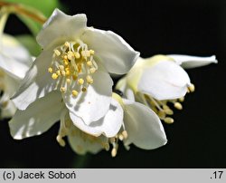 Philadelphus tenuifolius (jaśminowiec mandżurski)