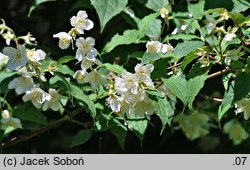 Philadelphus tenuifolius (jaśminowiec mandżurski)