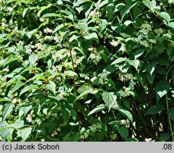 Philadelphus tenuifolius (jaśminowiec mandżurski)