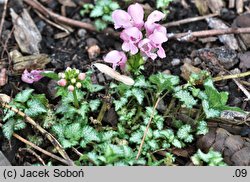 Lamium maculatum Beacon's Silver