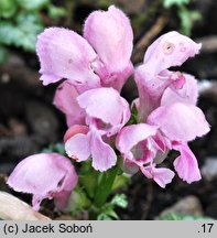 Lamium maculatum Beacon's Silver