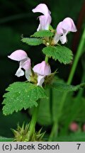 Lamium maculatum (jasnota plamista)