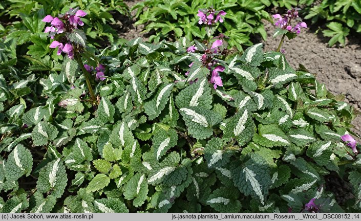 Lamium maculatum Roseum