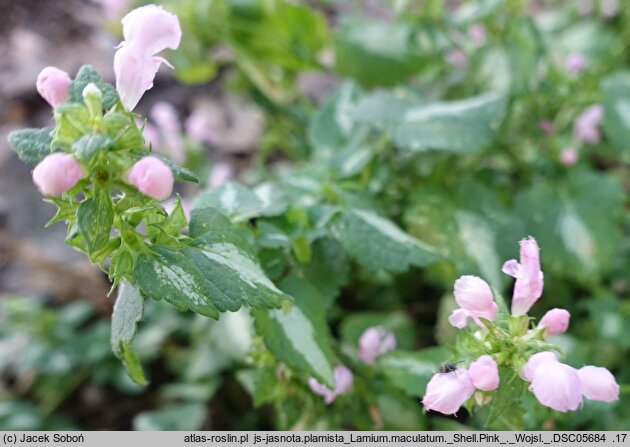 Lamium maculatum Shell Pink