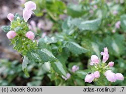 Lamium maculatum Shell Pink