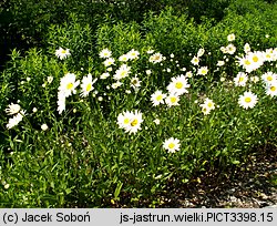 Leucanthemum ×superbum (złocień wspaniały)