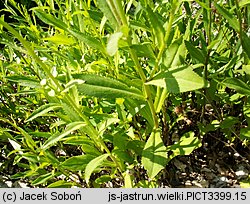 Leucanthemum ×superbum (złocień wspaniały)