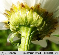 Leucanthemum ×superbum (złocień wspaniały)