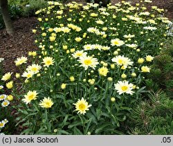 Leucanthemum ×superbum (złocień wspaniały)