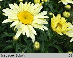 Leucanthemum ×superbum (złocień wspaniały)