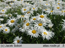 Leucanthemum maximum Zygmunt Hellwig