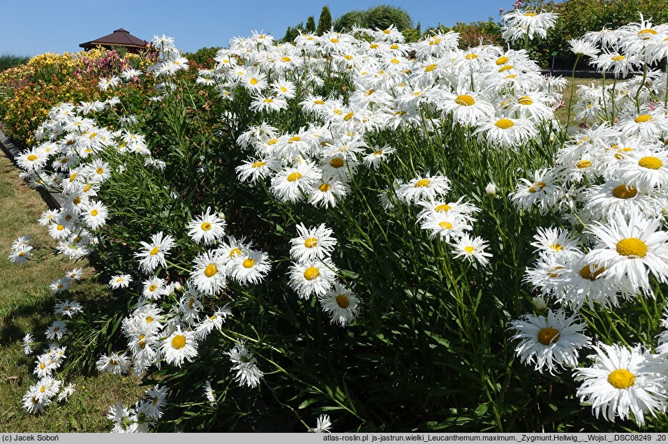 Leucanthemum maximum Zygmunt Hellwig