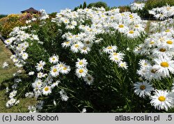 Leucanthemum maximum Zygmunt Hellwig