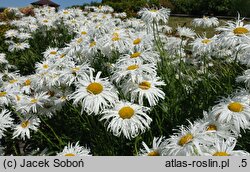 Leucanthemum maximum Zygmunt Hellwig
