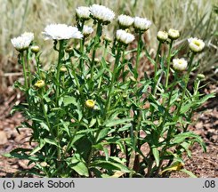 Leucanthemum ×superbum Aglaia