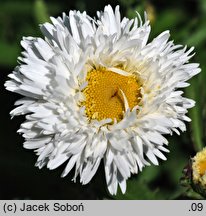 Leucanthemum ×superbum Aglaia