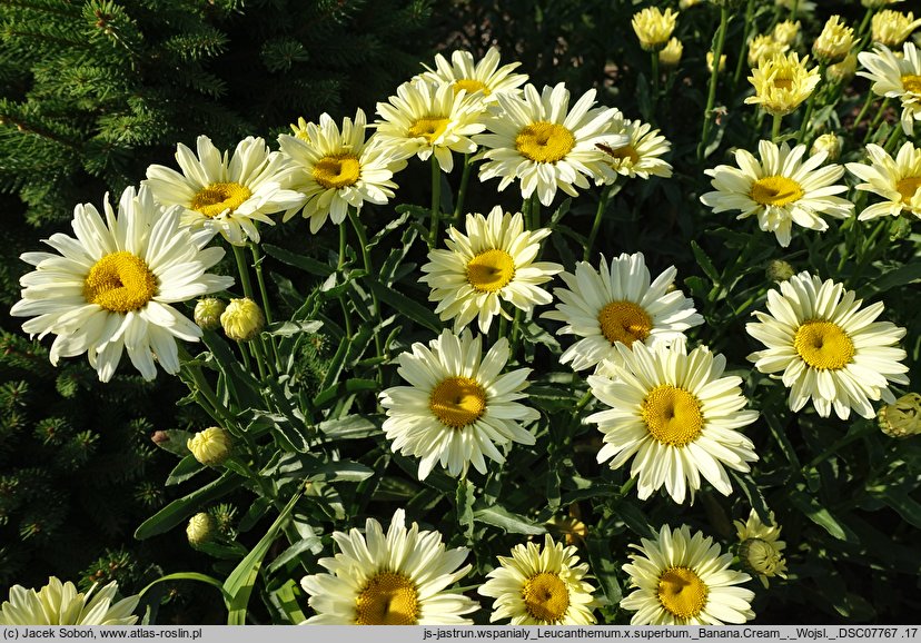 Leucanthemum ×superbum Banana Cream