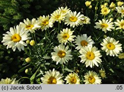 Leucanthemum ×superbum Banana Cream