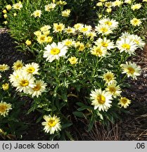 Leucanthemum ×superbum Banana Cream