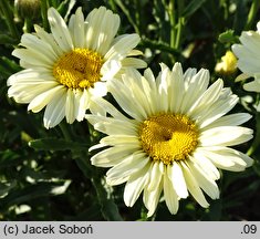 Leucanthemum ×superbum Banana Cream