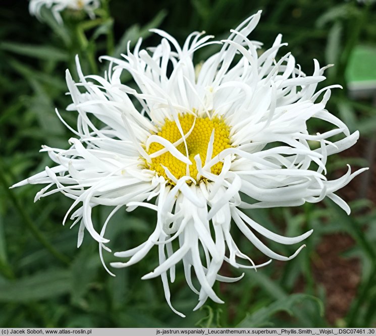 Leucanthemum ×superbum Phyllis Smith