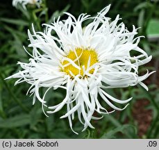 Leucanthemum ×superbum Phyllis Smith