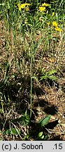 Hieracium murorum (jastrzębiec leśny)