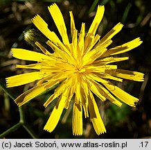 Hieracium murorum (jastrzębiec leśny)