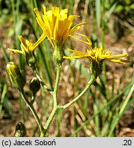 Hieracium murorum (jastrzębiec leśny)