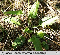 Hieracium murorum (jastrzębiec leśny)