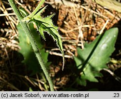 Hieracium murorum (jastrzębiec leśny)