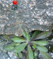 Hieracium aurantiacum (jastrzębiec pomarańczowy)