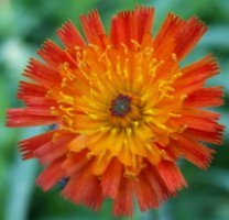 Hieracium aurantiacum (jastrzębiec pomarańczowy)