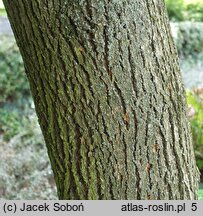 Fraxinus chinensis ssp. rhynchophylla (jesion koreański)