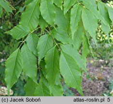 Fraxinus chinensis ssp. rhynchophylla (jesion koreański)