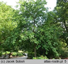 Fraxinus chinensis ssp. rhynchophylla (jesion koreański)