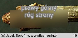 Fraxinus pennsylvanica (jesion pensylwaÅ„ski)