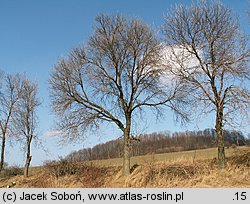 Fraxinus pennsylvanica (jesion pensylwański)