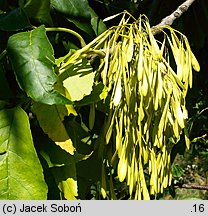 Fraxinus pennsylvanica (jesion pensylwański)