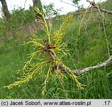 Fraxinus pennsylvanica