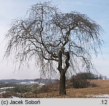 Fraxinus excelsior