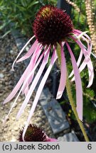Echinacea pallida (jeżówka blada)