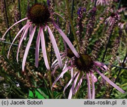 Echinacea pallida (jeżówka blada)