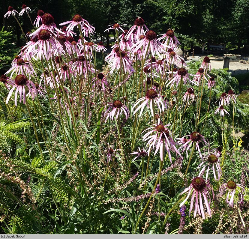 Echinacea pallida (jeżówka blada)