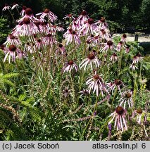 Echinacea pallida (jeżówka blada)