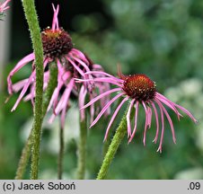 Echinacea pallida (jeżówka blada)