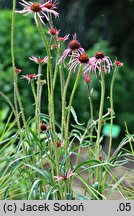 Echinacea pallida (jeżówka blada)