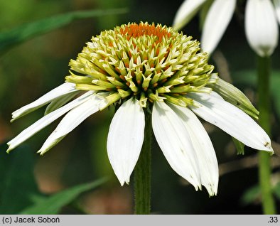 Echinacea Coconut Lime