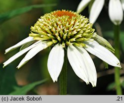 Echinacea Coconut Lime