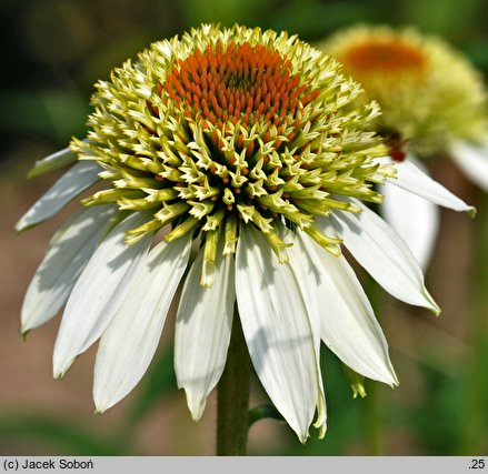 Echinacea Coconut Lime